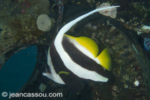 25JRCBIO03527