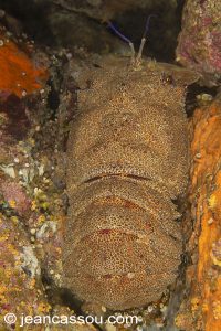 26JRCBIO03659