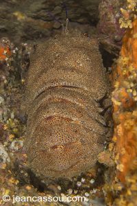 26JRCBIO03660