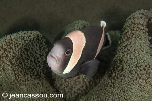 25JRCBIO0331SSOU, ,Jean