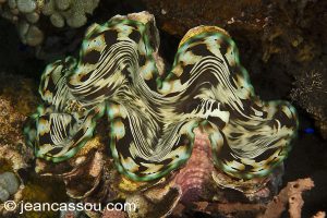 25JRCBIO03532