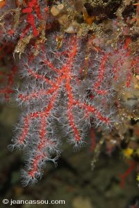 25JRCBIO02348
