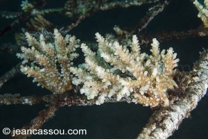 25JRCBIO03492