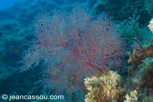 26JRCBIO03642