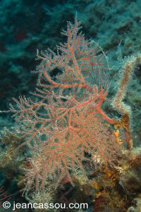 26JRCBIO03667