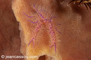 25JRCBIO03497