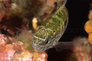 25JRCBIO02459