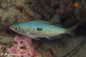 25JRCBIO02469