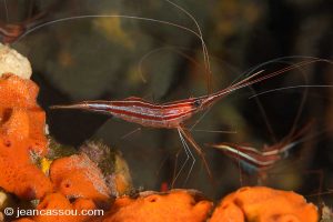 25JRCBIO02425