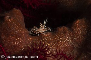 25JRCBIO03442