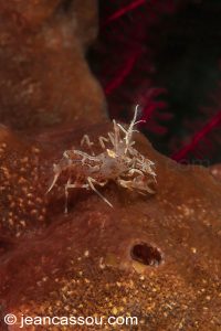 25JRCBIO03443