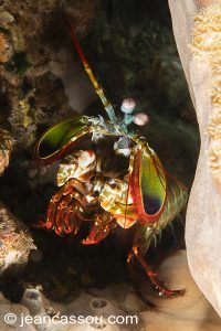 25JRCBIO03454