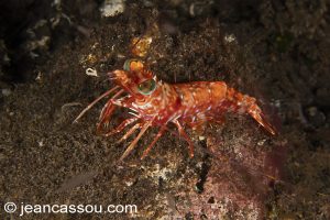 25JRCBIO03540