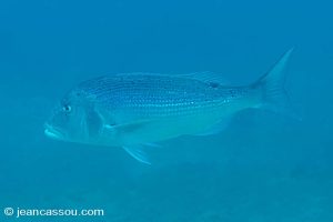 25JRCBIO02399