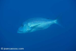 25JRCBIO02483