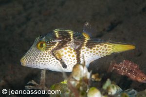 24JRCBIO03494