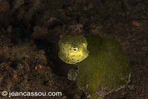 25JRCBIO03504
