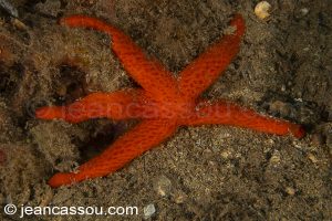 26JRCBIO03649