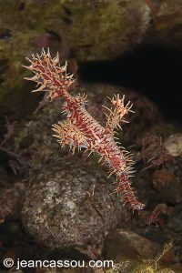 25JRCBIO03427