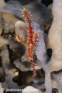 25JRCBIO03428