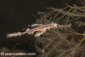25JRCBIO03440