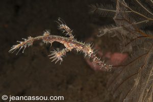 25JRCBIO03441