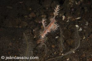25JRCBIO03554