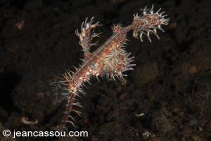 25JRCBIO03555