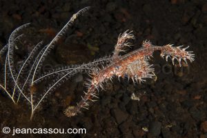 25JRCBIO03556