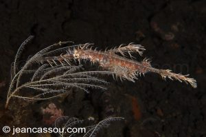 25JRCBIO03557