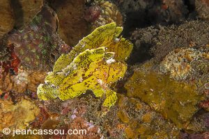 25JRAUTHOR: CASSOU, Jean.AUTHOR: CASSOU, Jean.CBIO03584