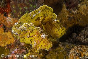 25JRCBIO03585