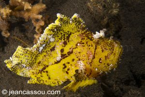 25JRCBIO03589