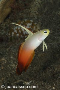 25JRCBIO03529