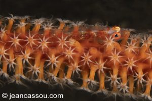 25JRCBIO03575