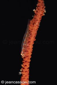 25JRCBIO03576