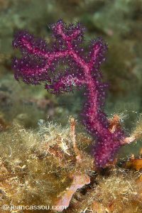 25JRCBIO02385