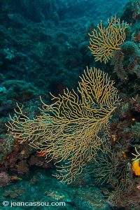 25JRCBIO02544