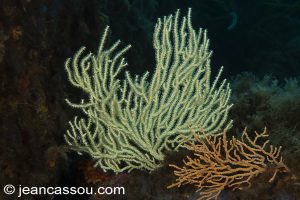 26JRCBIO03639