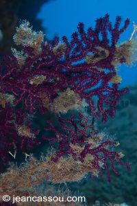 26JRCBIO03709