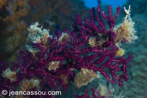 26JRCBIO03717