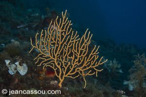26JRCBIO03761