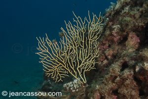 26JRCBIO03770