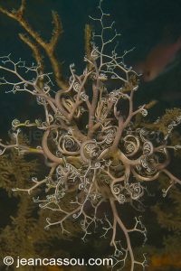 26JRCBIO03655