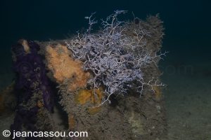 26JRCBIO03704