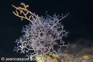 26JRCBIO03706
