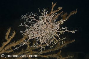 26JRCBIO03782