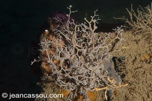 26JRCBIO03783