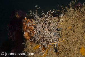 26JRCBIO03784