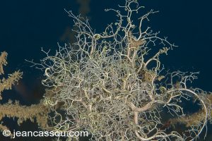 26JRCBIO03844